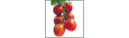 Tomate Tomate