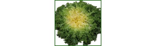 Frisée