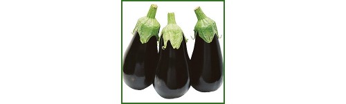 Aubergine