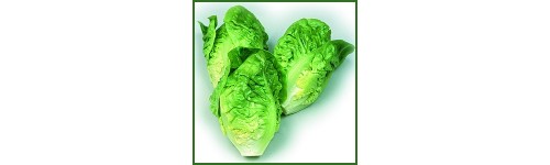 Romaine