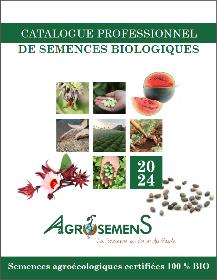 Grosses soldes! 100 mini graines de melon sucré Melon Arbre de graines non  OGM biologiques fruits et légumes pour le jardin de la maison Bricolage -  Arcis nouvelles : : Jardin