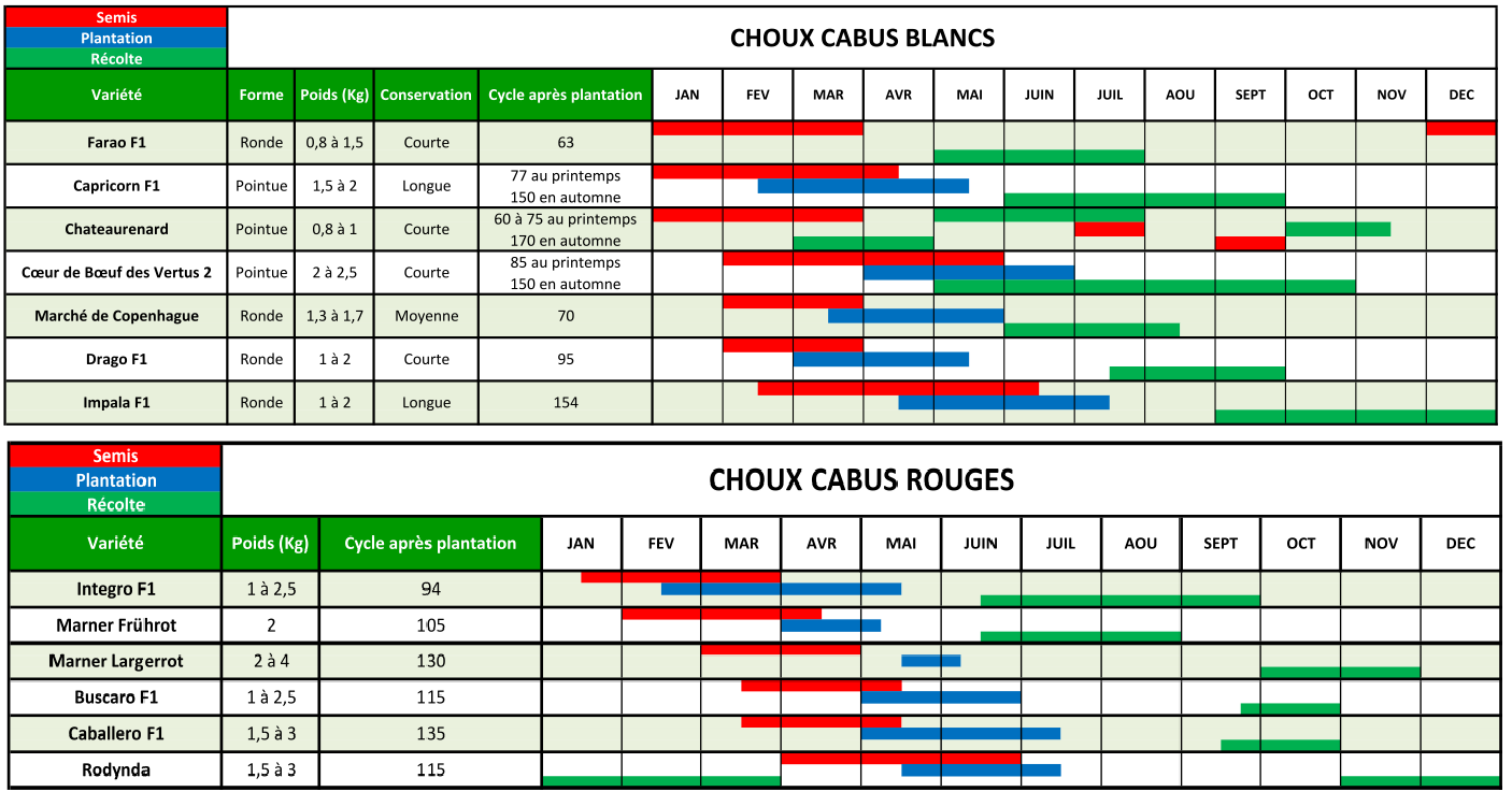 Agrosemens, Jardin, Graines,Graine,Semences,Semence,bio,CHOU Cabus Blanc Farao F1